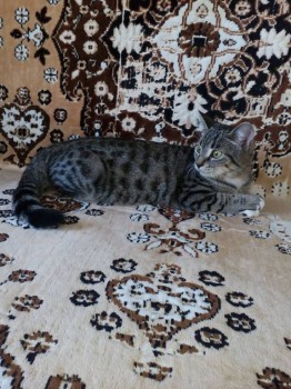 Кого из животных вы содержите? Фото приветствуется. - IMG_20151210_105255[1].jpg