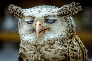 А у вас сейчас какое настроение? - 18595029.jpg