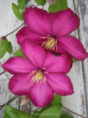 Клематис Виль-де-Лен