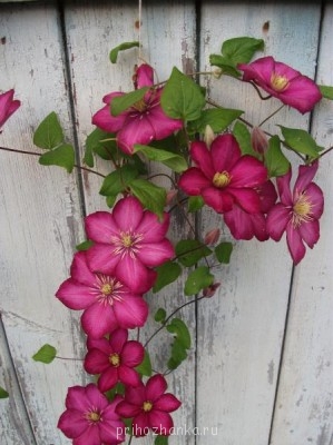 Декоративные садовые растения. - DSCF0289.JPG