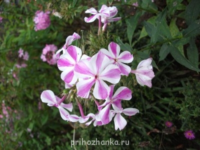 Флокс Мишенька(дохлый правда пока)