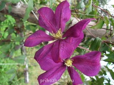 Клематис Космическая мелодия