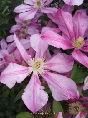 Клематис Николай Рубцов