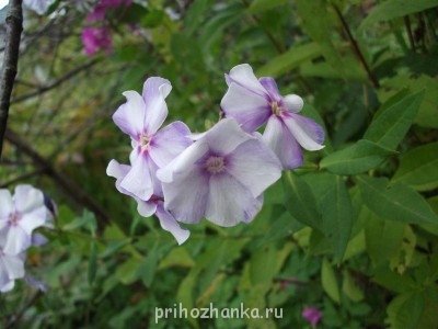 Флокс Новинка