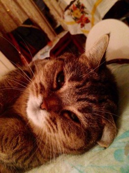 Кого из животных вы содержите? Фото приветствуется. - image.jpg