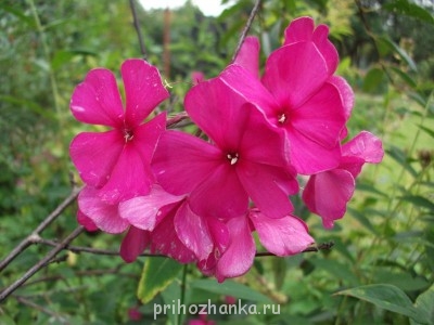 Декоративные садовые растения. - DSCF0050.JPG