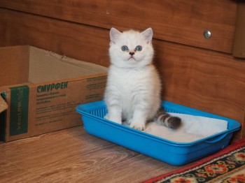 Алессандра