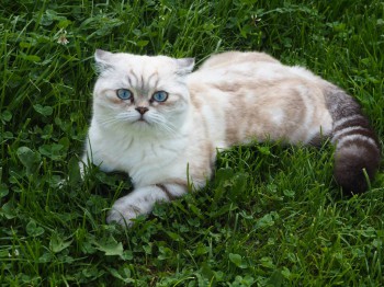 Кого из животных вы содержите? Фото приветствуется. - P7313153.JPG