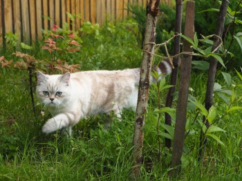 охота на буйвола...