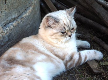 Уже настоящий барсик)))))