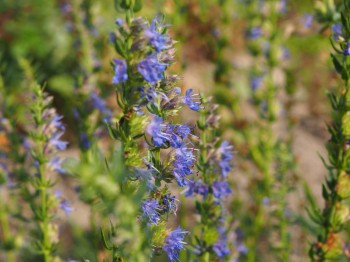 Декоративные садовые растения. - P8233553.JPG