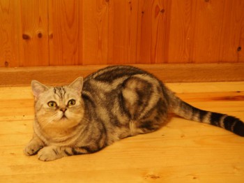 и её мамка..)