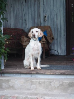 Кого из животных вы содержите? Фото приветствуется. - P9023703.JPG