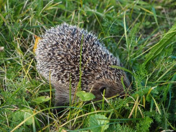 В мире животных фото, видео  - P9093759.JPG