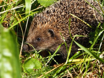 В мире животных фото, видео  - P9093767.JPG