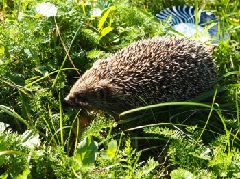 В мире животных фото, видео  - P9093770.JPG