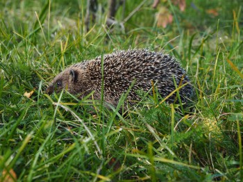 В мире животных фото, видео  - P9093761.JPG