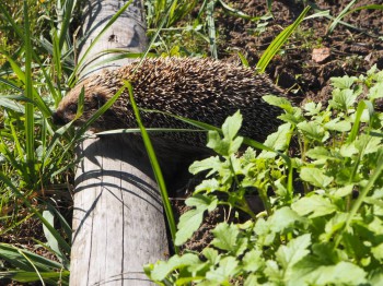 В мире животных фото, видео  - P9093782.JPG