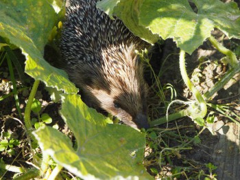 В мире животных фото, видео  - P9093785.JPG