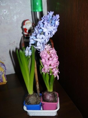 Мои комнатные растения. - P1020876.JPG