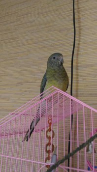 Попугайчики и все о них... - P_20161024_121347.jpg