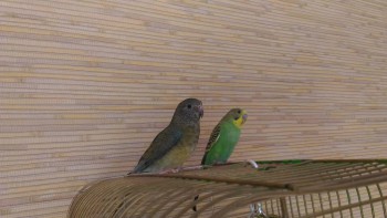 Попугайчики и все о них... - P_20161024_121718.jpg
