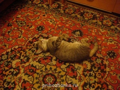 Кого из животных вы содержите? Фото приветствуется. - DSC08976.JPG