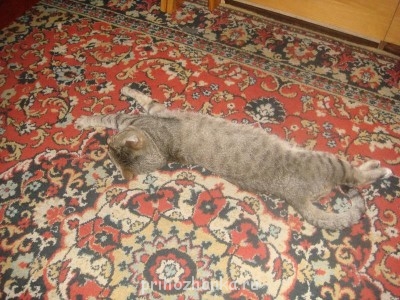 Кого из животных вы содержите? Фото приветствуется. - DSC08986.JPG