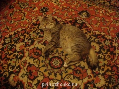 Кого из животных вы содержите? Фото приветствуется. - DSC08987.JPG