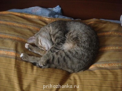 Кого из животных вы содержите? Фото приветствуется. - DSC08484.JPG