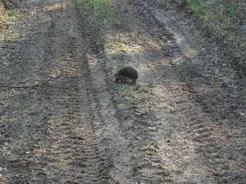 В мире животных фото, видео  - DSCF7835.JPG