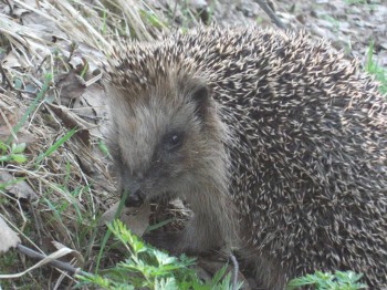 В мире животных фото, видео  - DSCF7845.JPG