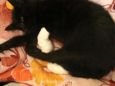 Кого из животных вы содержите? Фото приветствуется. - IMG_2328.JPG