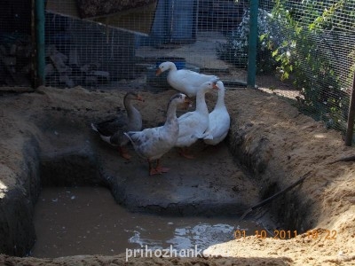 Кого из животных вы содержите? Фото приветствуется. - Изображение 201.jpg