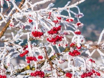 Доброго утра Хорошего дня Спокойной ночи  - image.jpg