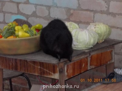 НАШ БАРСИК ЗАМЁРЗ