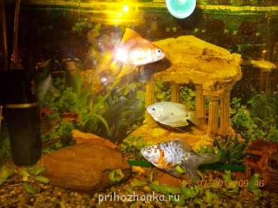 Кого из животных вы содержите? Фото приветствуется. - Изображение 056.jpg