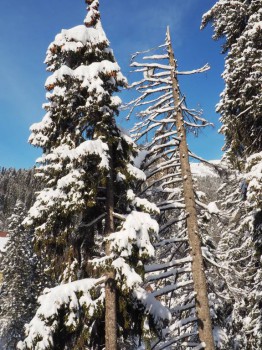 Лучше гор могут быть только горы... Домбай  - P2032205.JPG