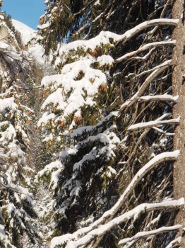 Лучше гор могут быть только горы... Домбай  - P2032211.JPG