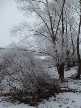 А снег идёт... - P1010626.JPG