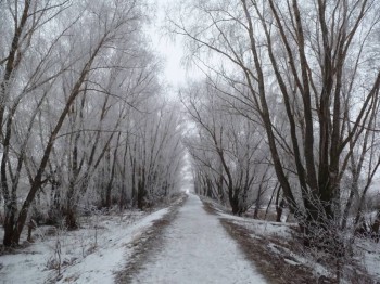 А снег идёт... - P1010625.JPG