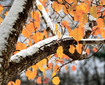 Конкурс осенняя подпись - осень ноябрь 1.jpg