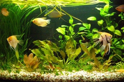 Кого из животных вы содержите? Фото приветствуется. - акв.JPG