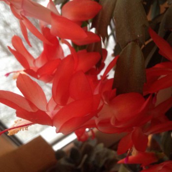 Мои комнатные растения. - image.jpg