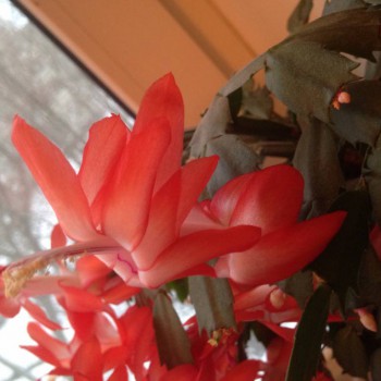 Мои комнатные растения. - image.jpg