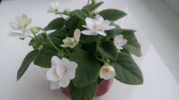 Мои комнатные растения. - IMG_20161114_150925.jpg