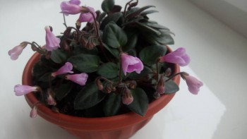 Мои комнатные растения. - IMG_20161114_150817.jpg