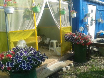 Декоративные садовые растения. - 20160725_084327.jpg