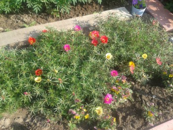 Декоративные садовые растения. - 20160725_084340.jpg