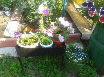 Декоративные садовые растения. - 20160725_084354.jpg